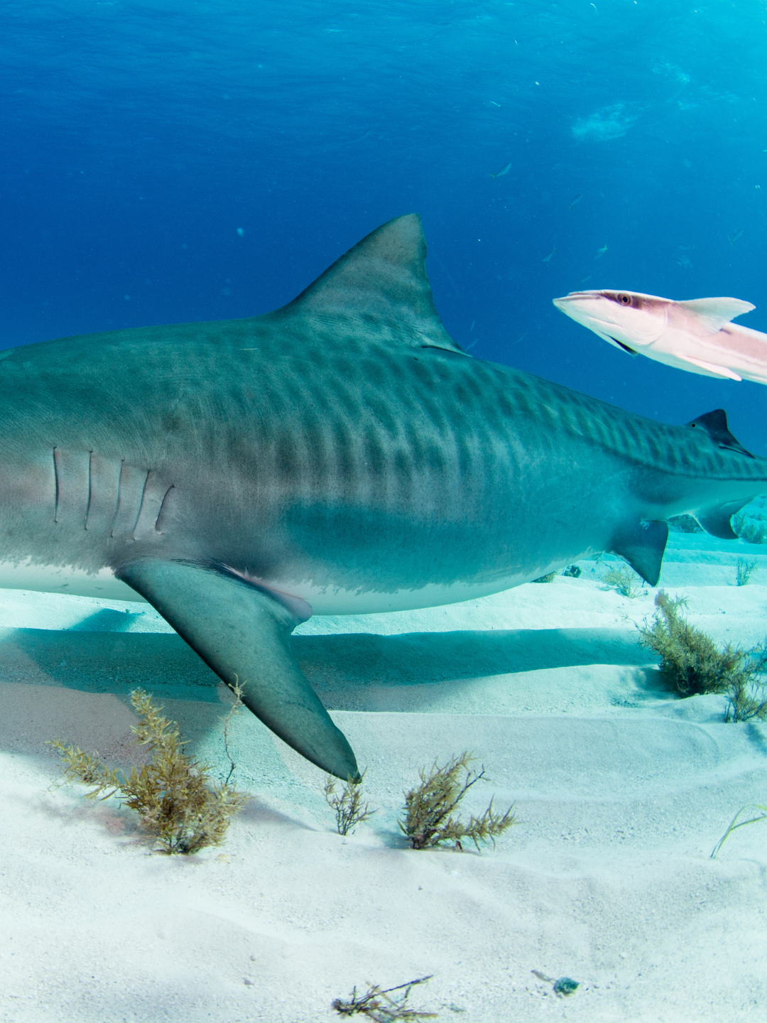 Bikini Piel Tiburón Tigre (Tonos azulados)