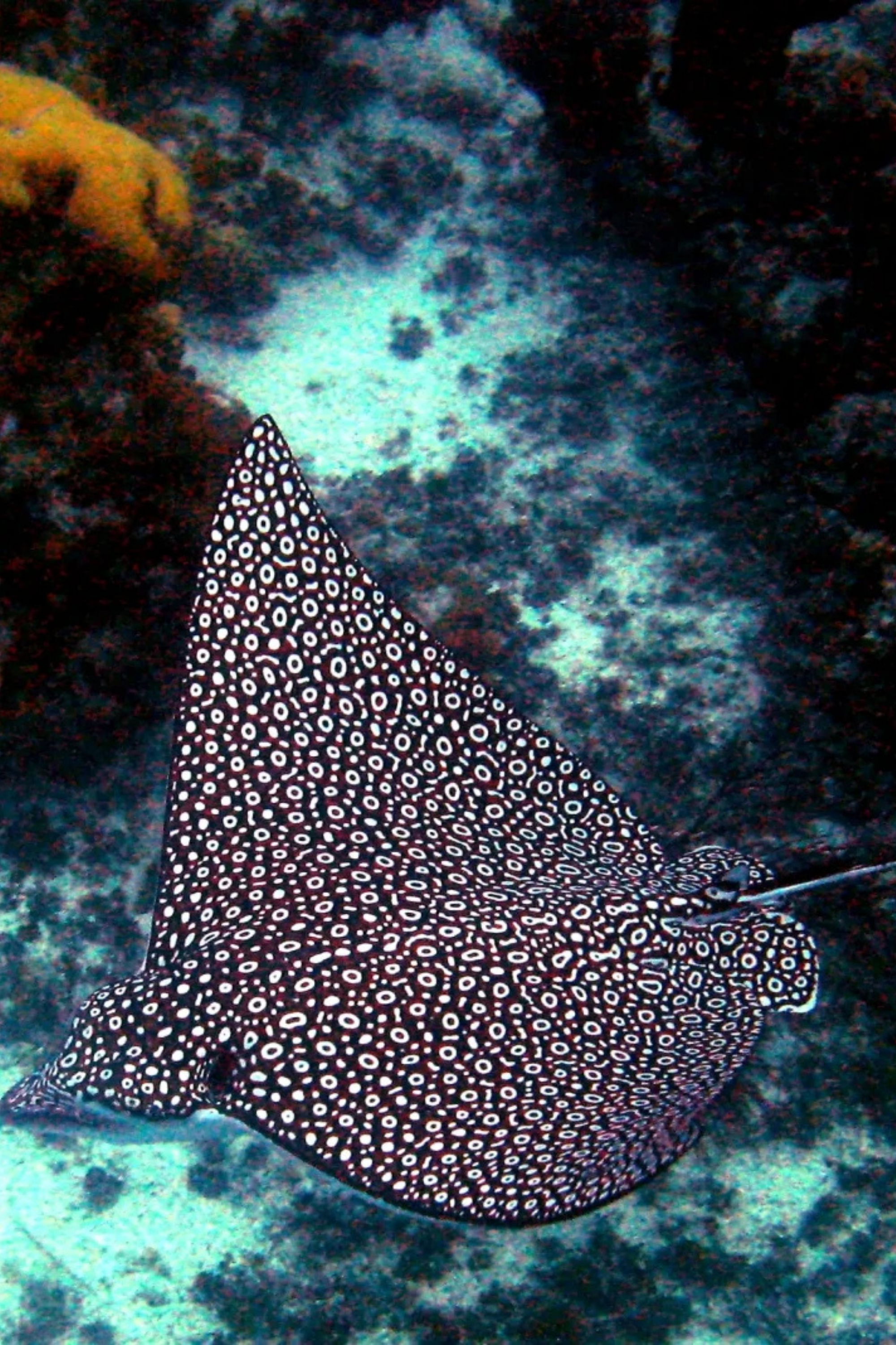 Bikini Piel Mantarraya - Braguita brasileña