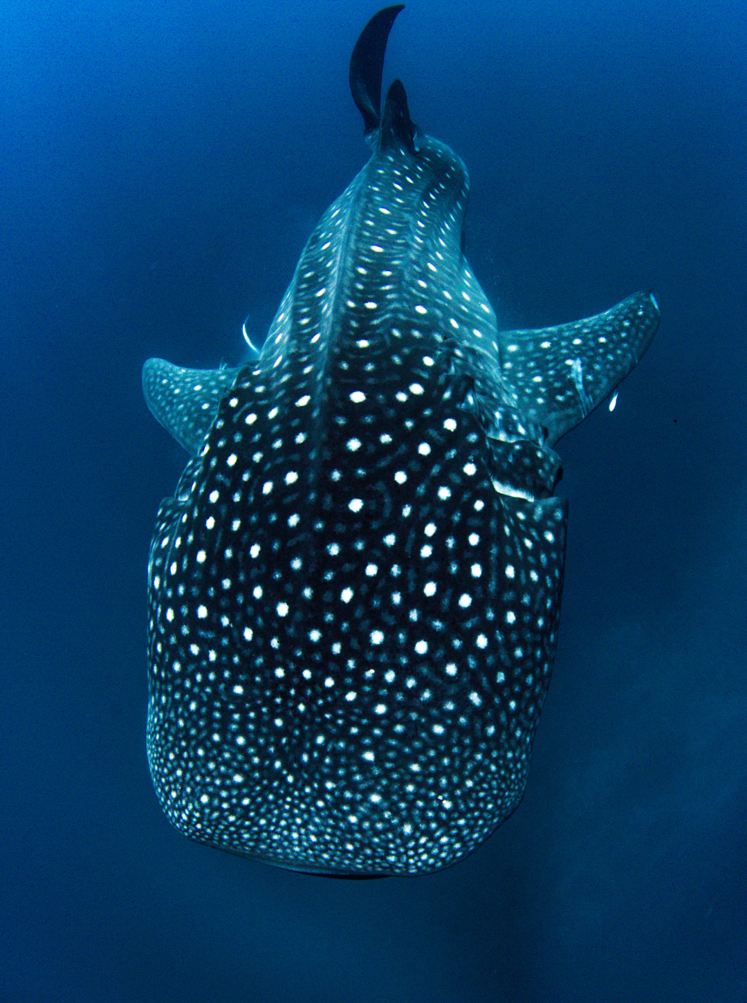 Bikini Top - Whale Shark Skin