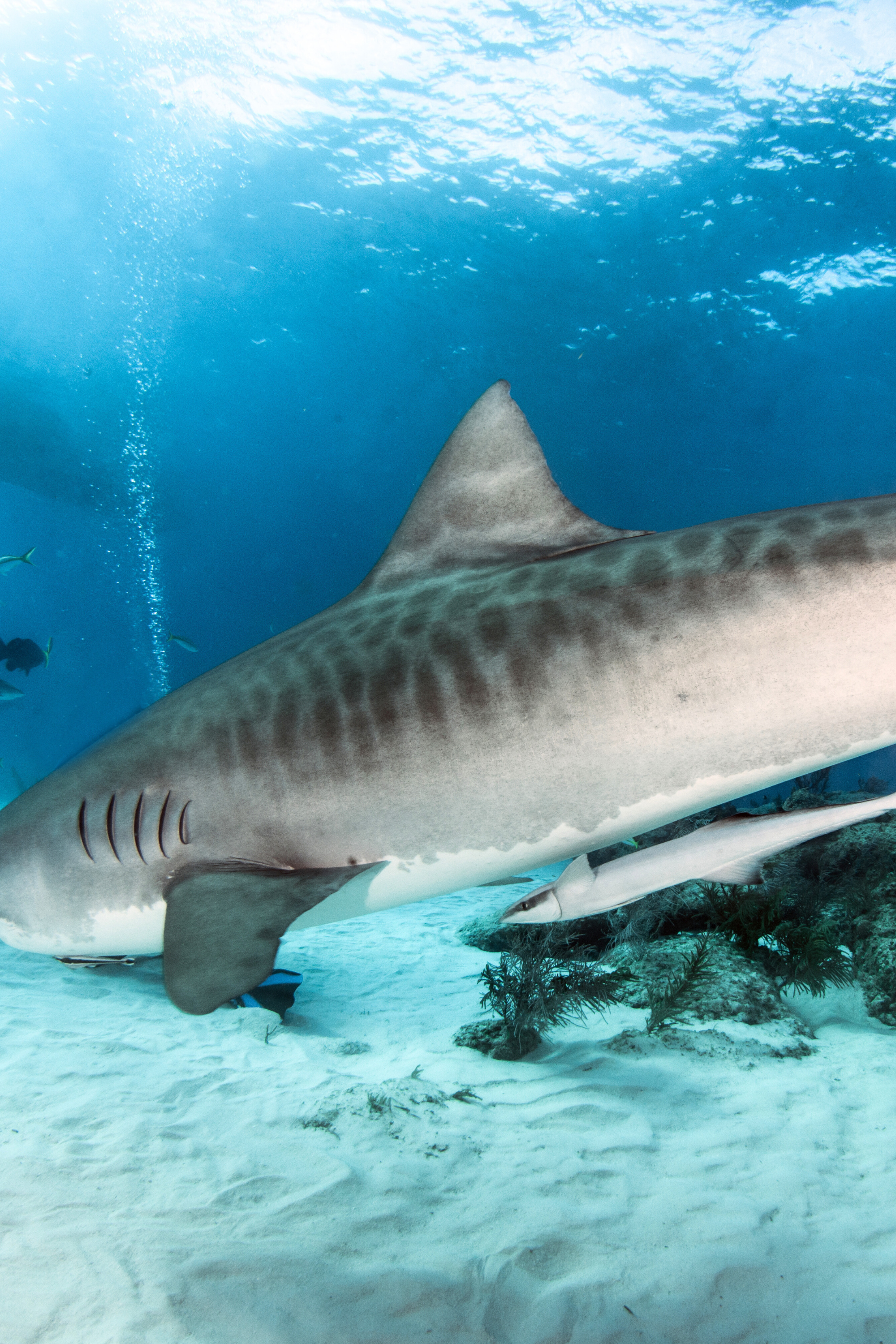Adopte un Maillot de Bain Surf Requin Tigre - Tons Grisâtres