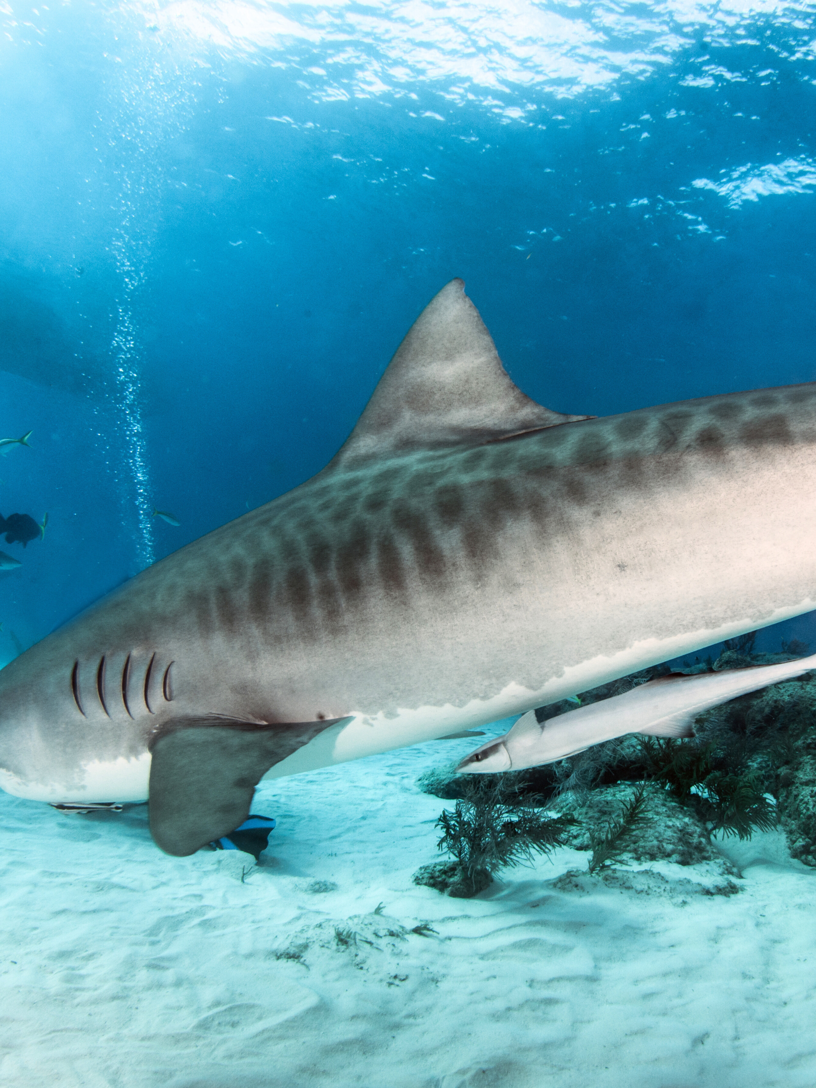 Tiger Shark Surf Swimsuit
