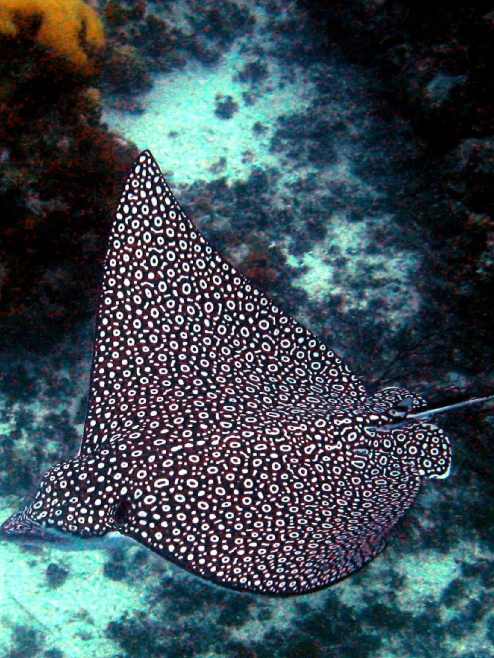 Eagle ray Surf Swimsuit
