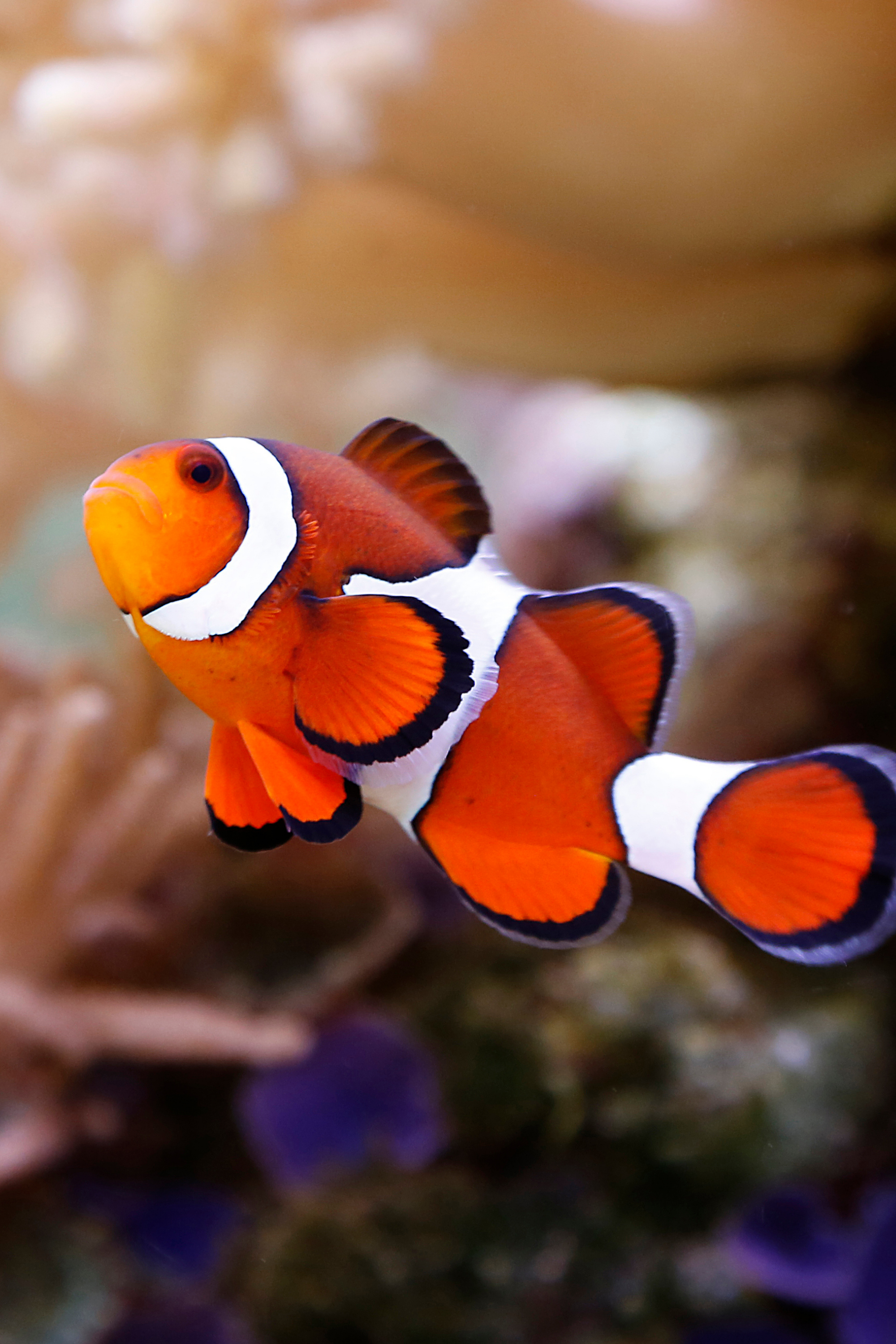 Maillot de bain de surf à manches longues - Poisson Clown