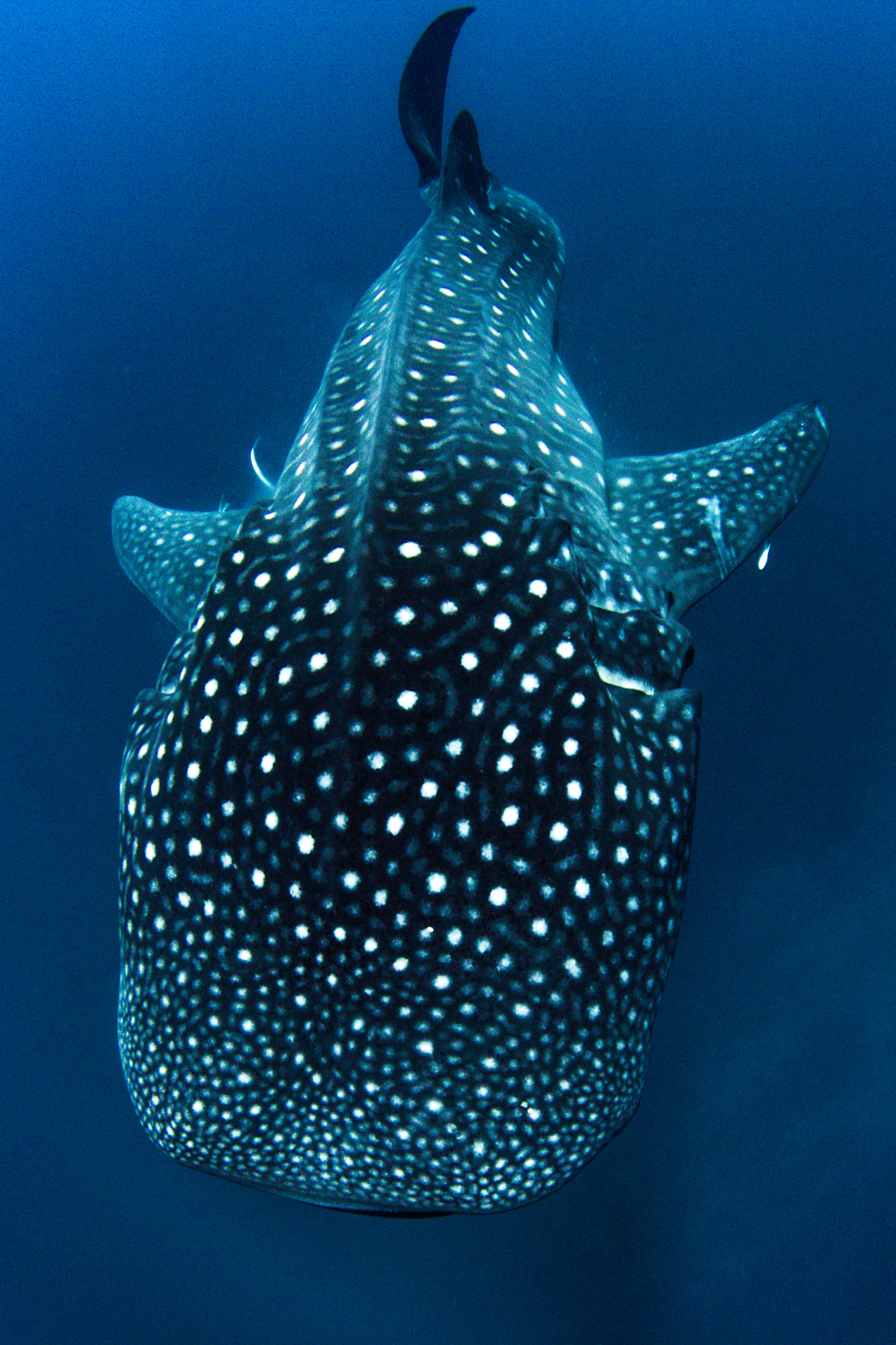 Bañador Surf Manga Larga - Tiburón Ballena