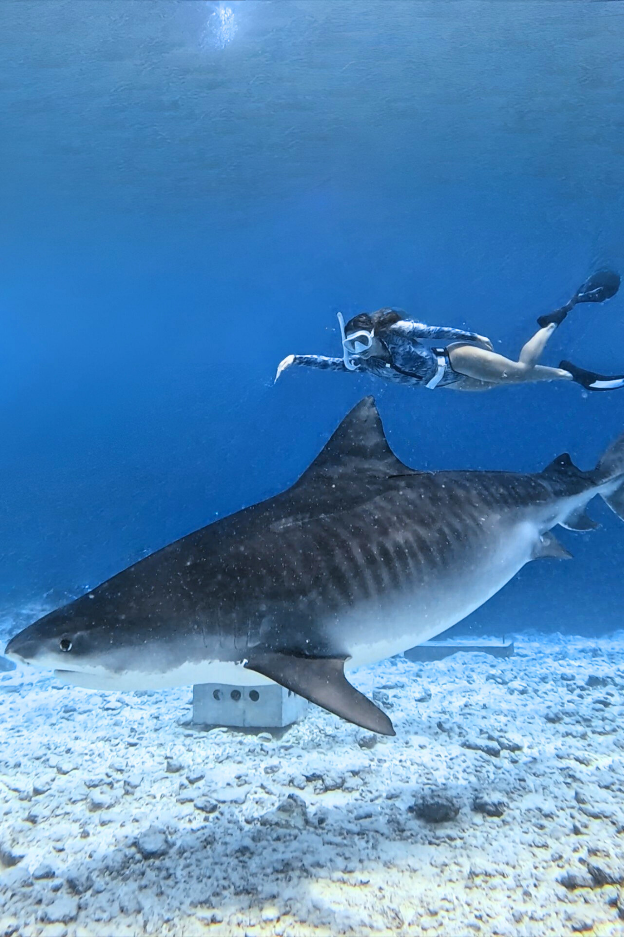 Bañador Surf Manga larga Tiburón Tigre - Tonos Grisáceos