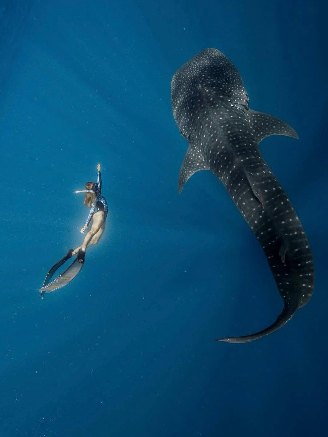 Bañador Surf Manga Larga - Tiburón Ballena