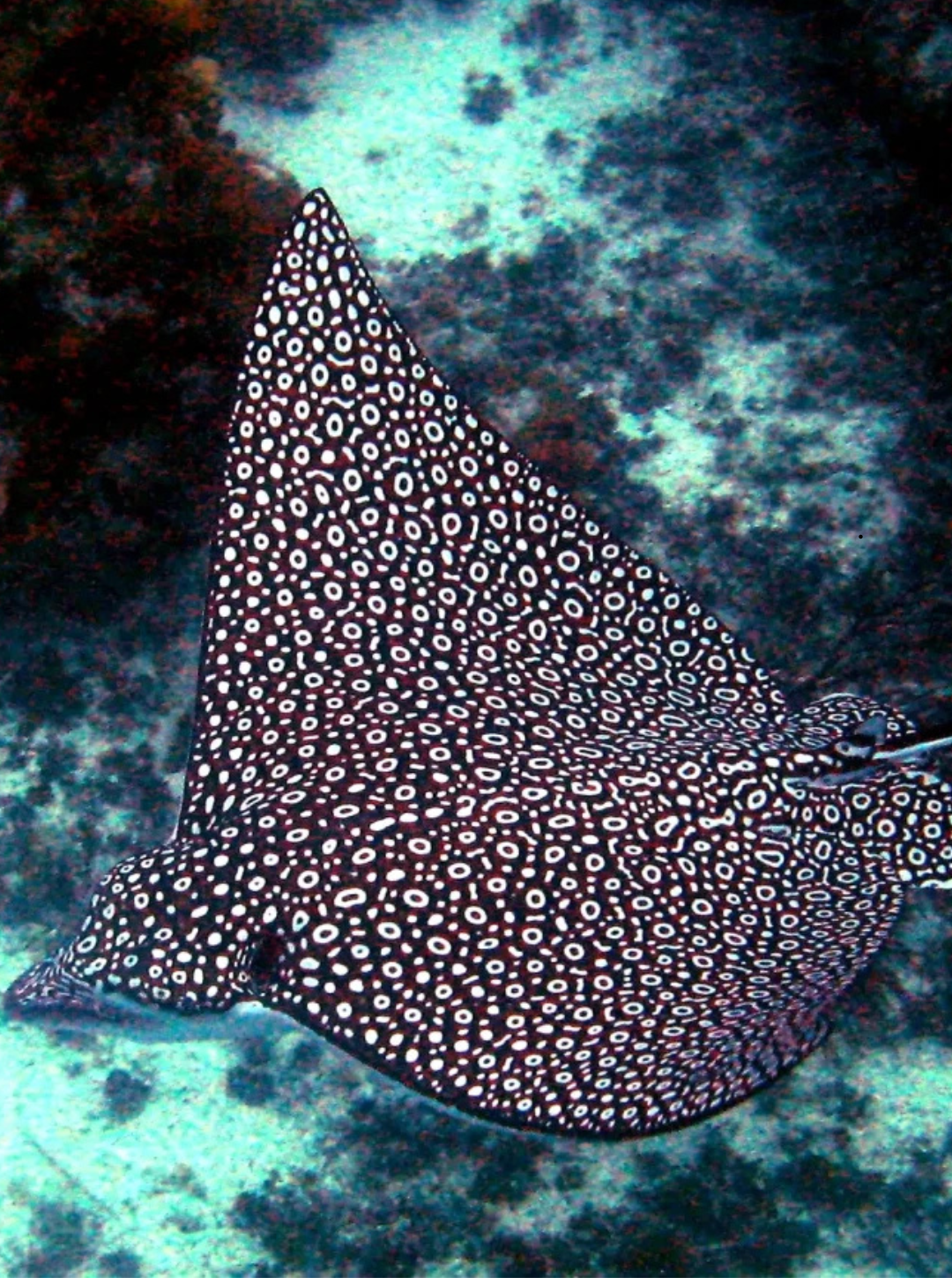 Bikini Top - Tiger Shark Skin (Greyish Tones)