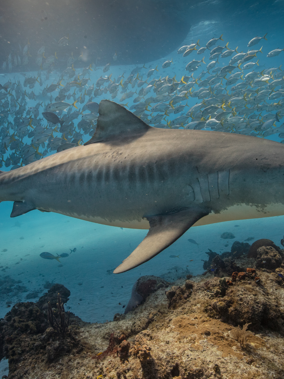 Tiger Shark Skin Bikini - Brazilian (Grayish Tones)