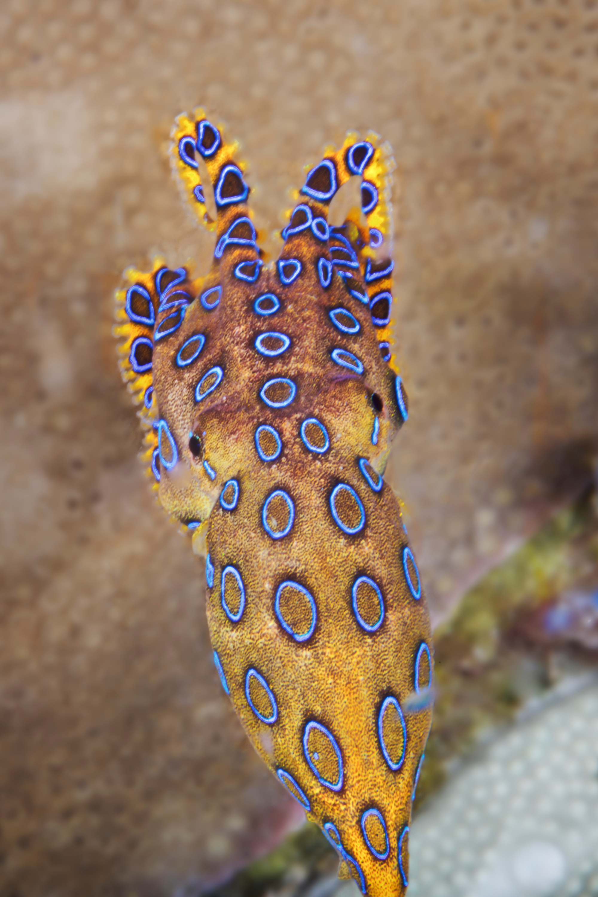 Bañador Surf - Pulpo Anillos Azules