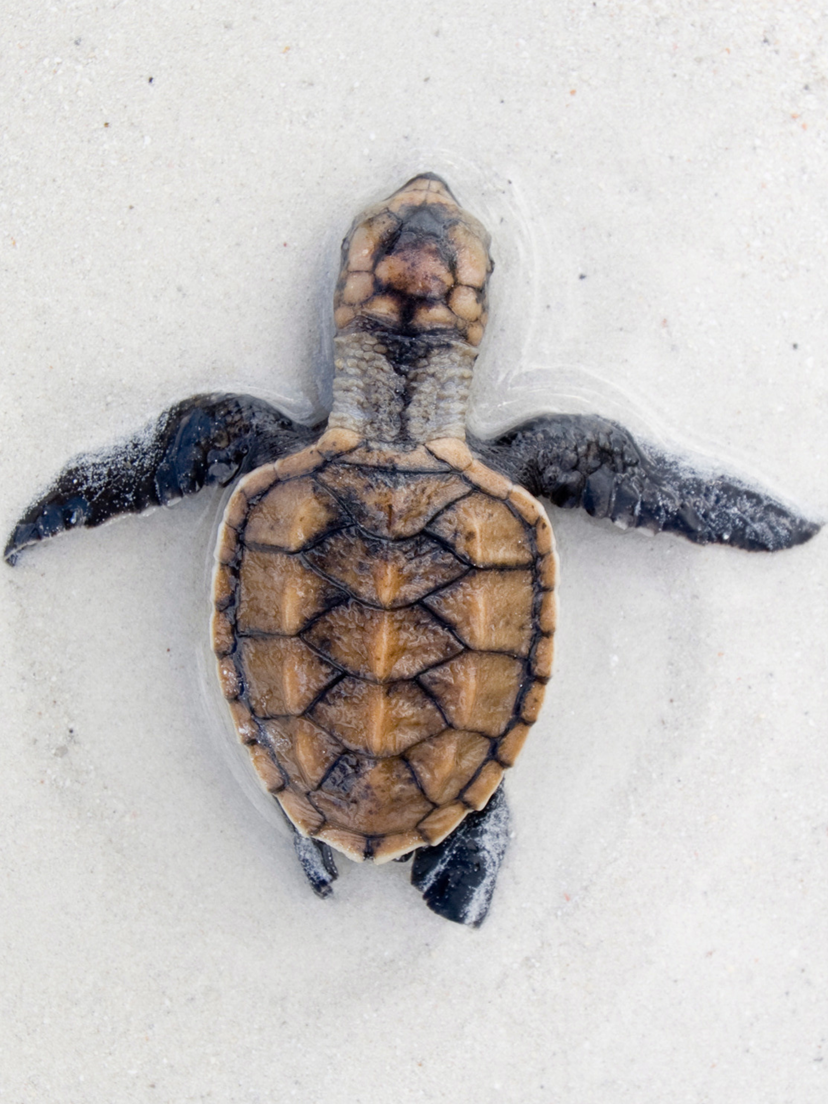 Sea turtle Surf Swimsuit