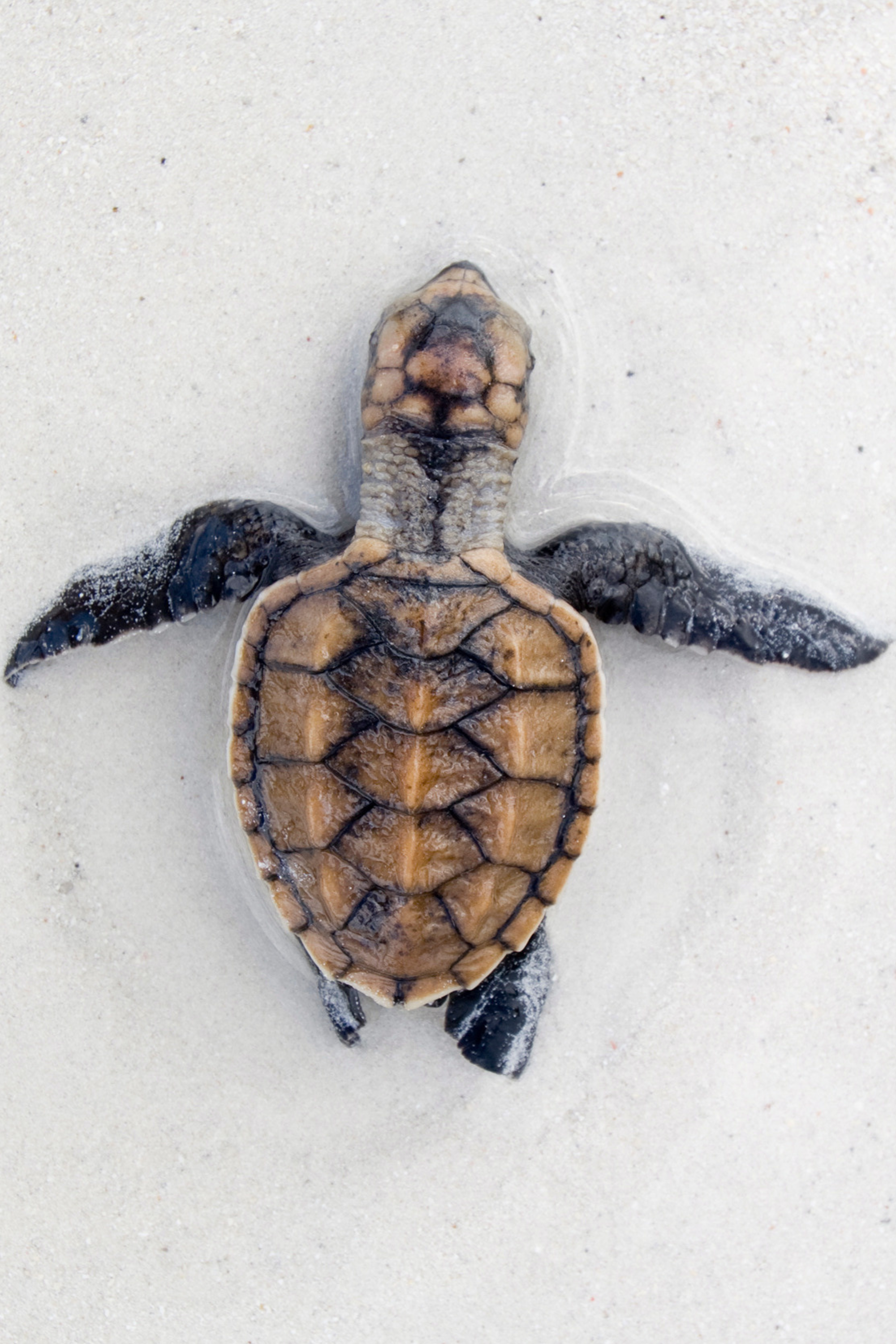 Bañador Surf Tortuga - Tonos Verdes