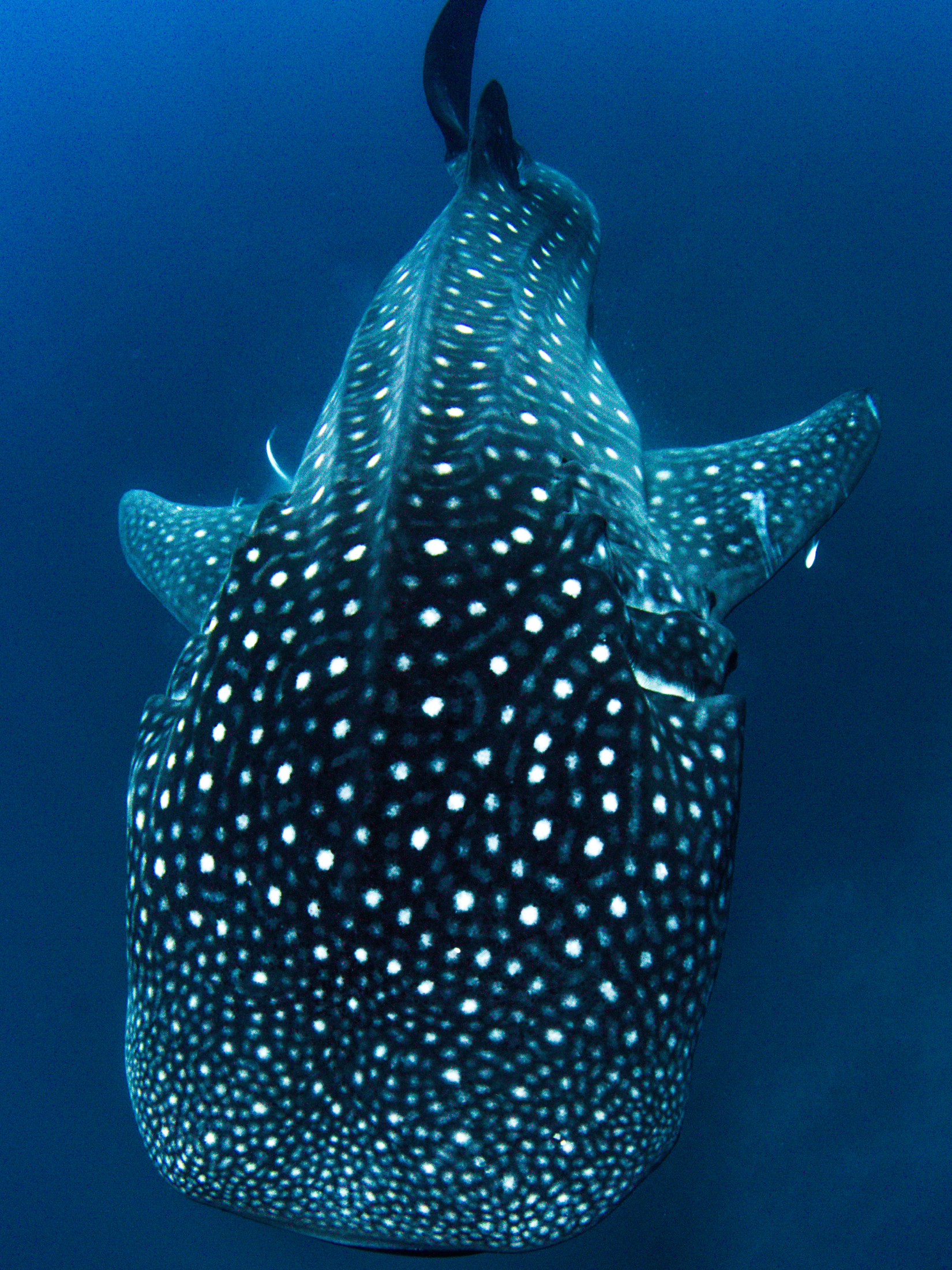 Long Sleeve Surf Swimsuit - Whale Shark