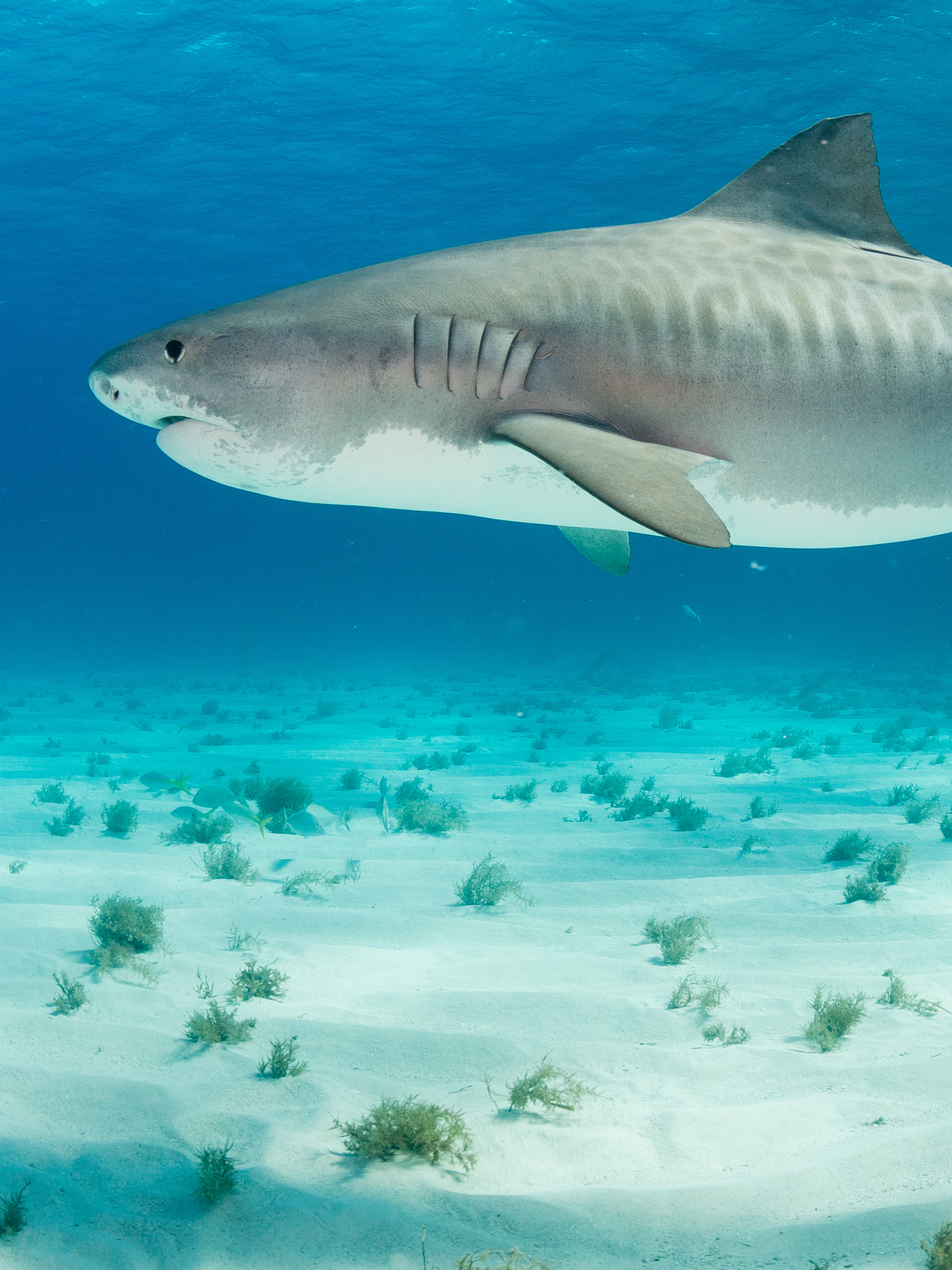 Tiger Shark Surf Swimsuit
