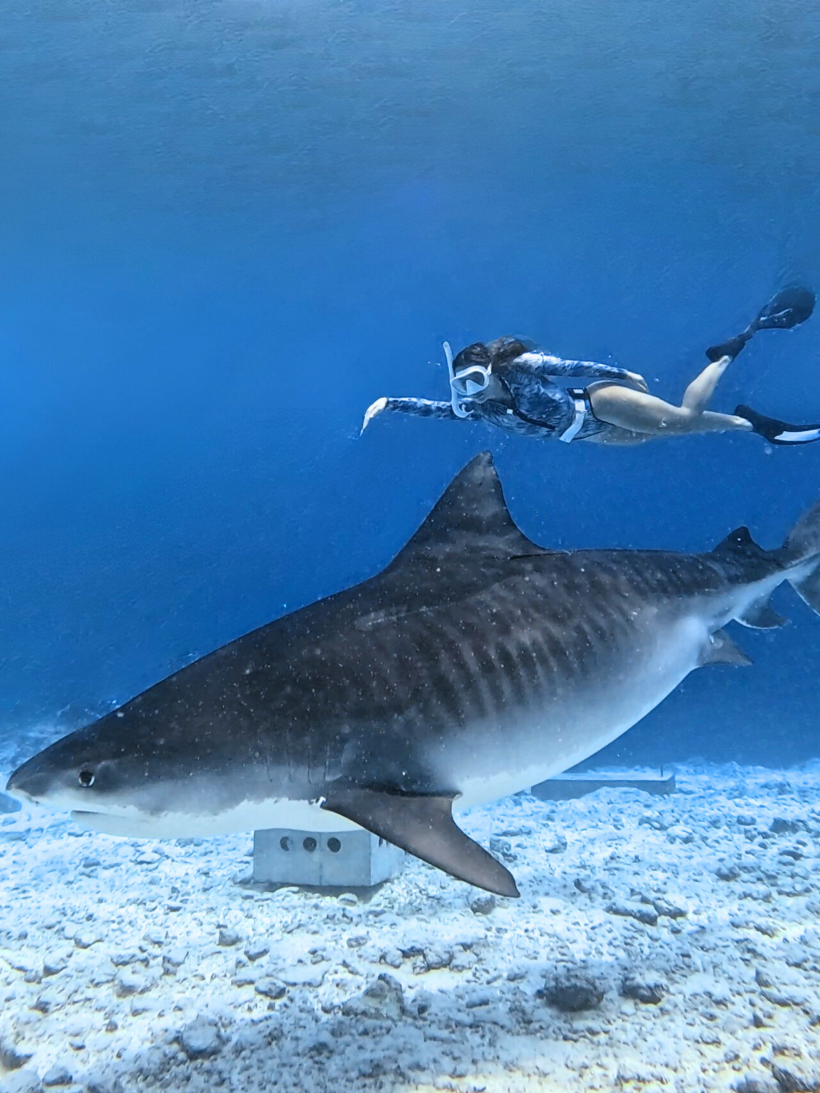 Tiger Shark Surf Swimsuit