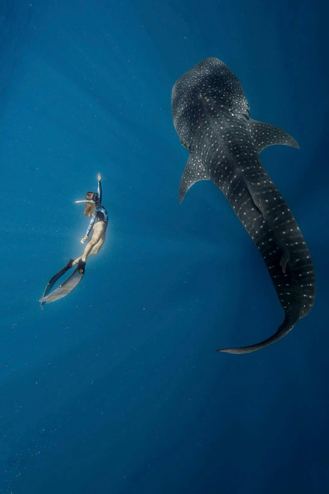 Banyador Surf Manga Llarga - Tauró Ballena 